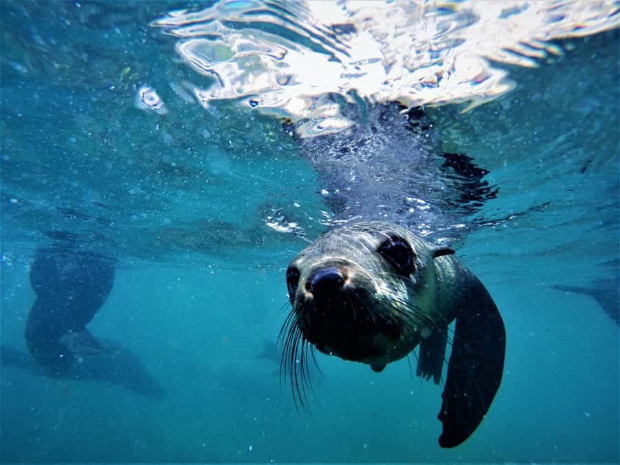 Plettenberg Bay: Swim with Seals - Photos and Memories: Included Pictures, Optional Extras