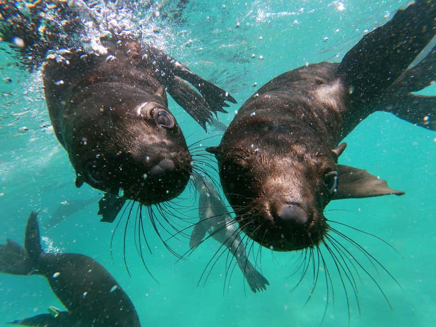 Plettenberg Bay: Swim with Seals - Price and Value: Is $61 Worth It?