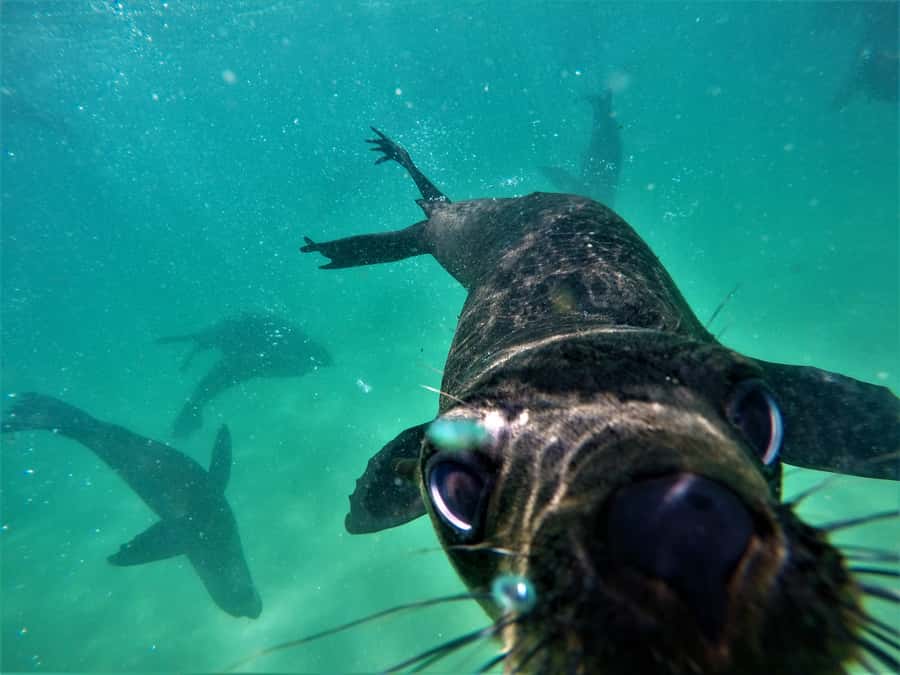 Plettenberg Bay: Swim with Seals - Who Should Book This Seal Swim in Plettenberg Bay