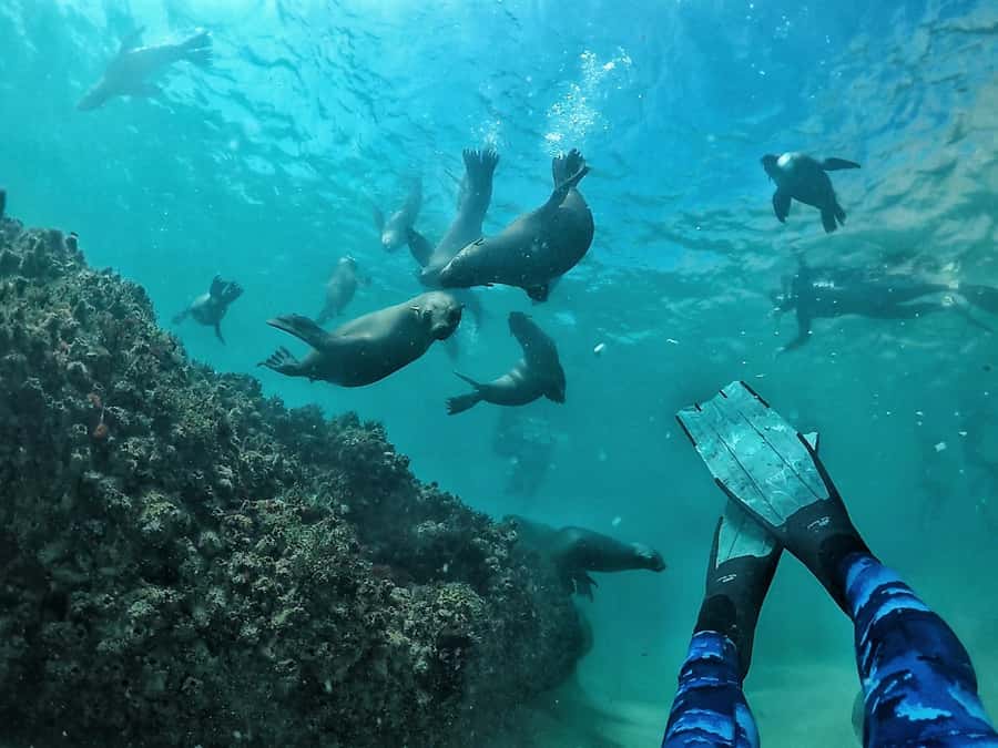 Plettenberg Bay: Swim with Seals - Meeting Offshore Adventures: Paperwork, Gear, and a Real Safety Focus