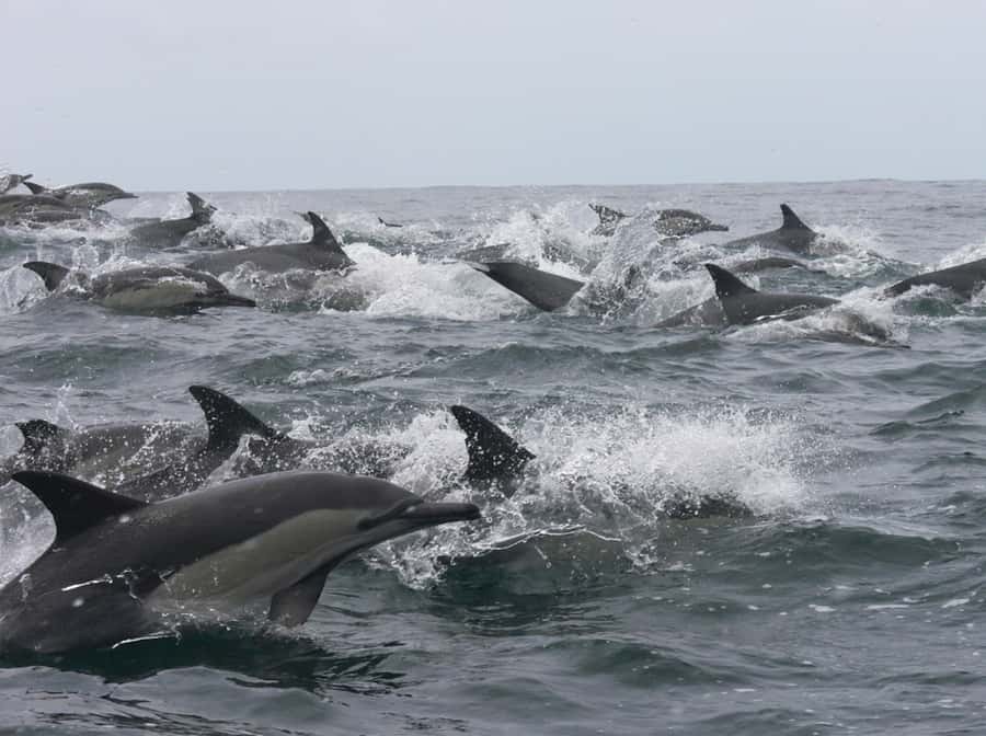 Plettenberg Bay: Whale Watching Boat Cruise - Key highlights worth your attention