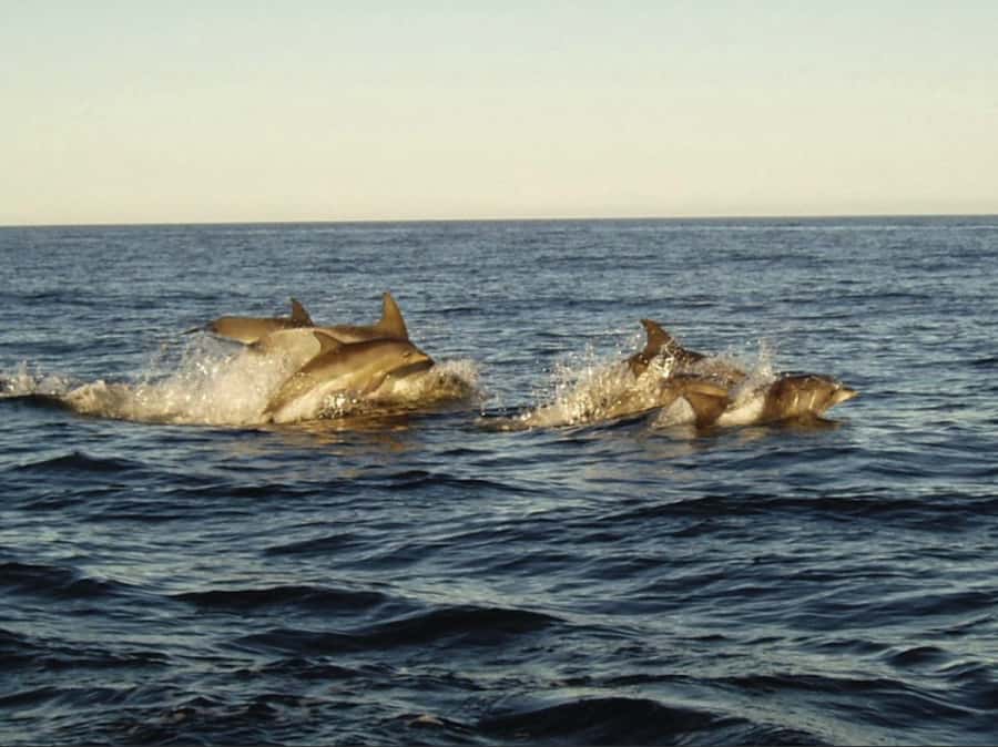 Plettenberg Bay: Whale Watching Boat Cruise - Getting to Ocean Safaris in Plettenberg Bay (and finding the right spot)