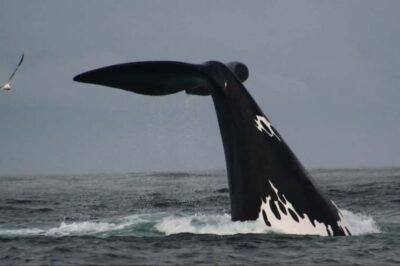 Plettenberg Bay: Whale Watching Boat Cruise - The speedboat ride: what the 2 hours really feels like