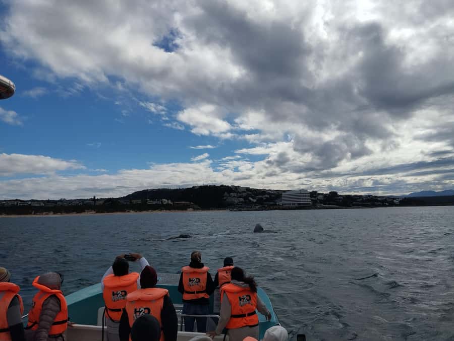 Plettenberg Bay: Whale Watching Boat Cruise - Guides and skippers: how spotting turns a good trip into a great one