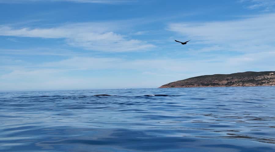 Plettenberg Bay: Whale Watching Boat Cruise - Price and value: does $49 buy real whale time?