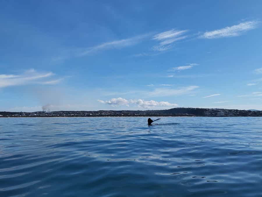 Plettenberg Bay: Whale Watching Boat Cruise - Who should book this whale-watching speedboat cruise
