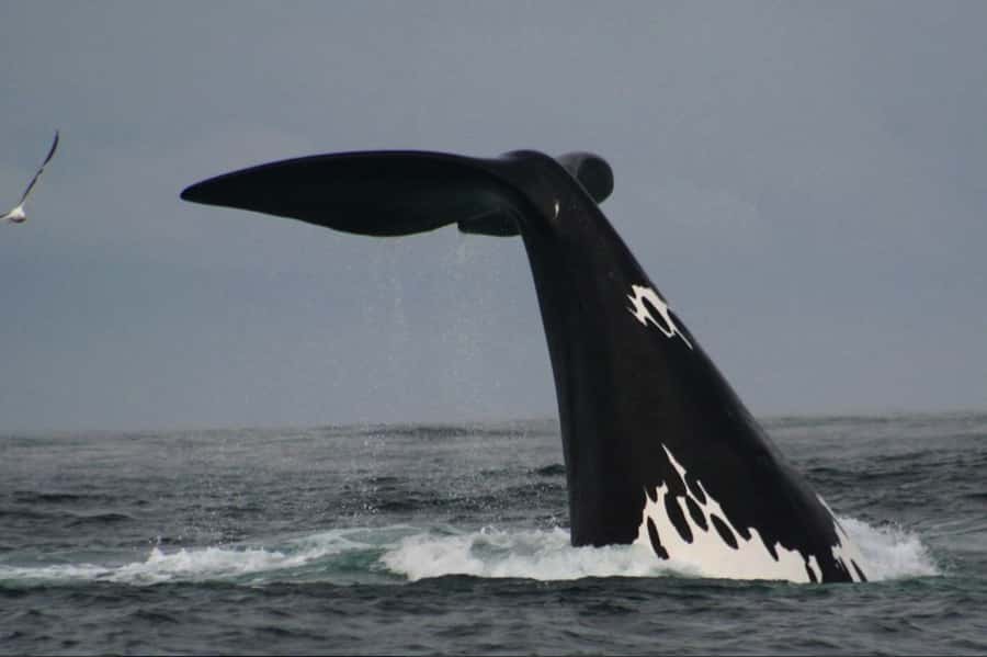 Plettenberg Bay: Whale Watching Boat Cruise - The speedboat ride: what the 2 hours really feels like