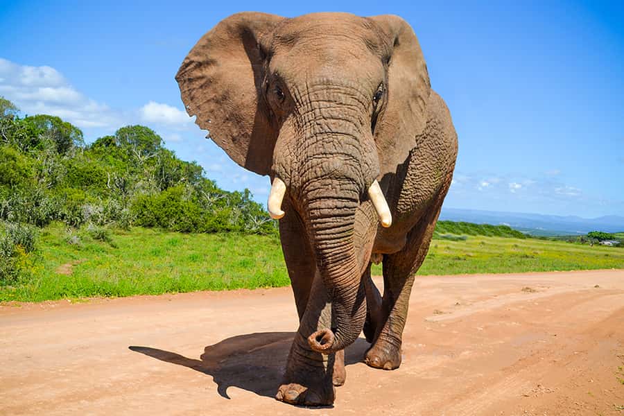 Port Elizabeth: Schotia Game Reserve Safari with Port Pickup - The open-vehicle game drive: how you spot animals and why it changes