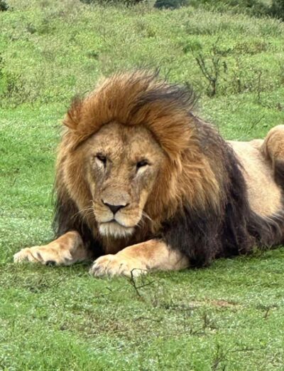 Port Elizabeth: Schotia Game Reserve Safari with Port Pickup - Schotia Private Game Reserve: why it feels different near Addo