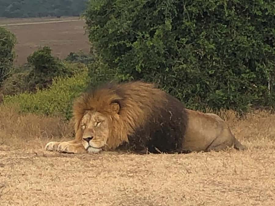 Port Elizabeth: Schotia Game Reserve Safari with Port Pickup - Big Five expectations: realistic chances, not guarantees