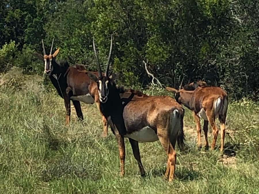 Port Elizabeth: Schotia Game Reserve Safari with Port Pickup - Guides in the front seat: what great guiding looks like