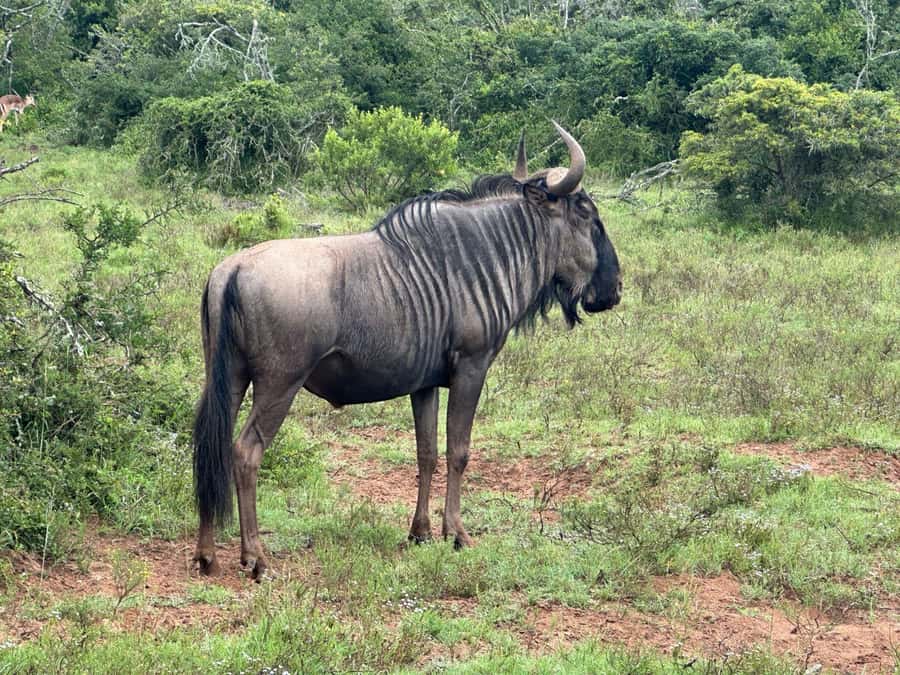 Port Elizabeth: Schotia Game Reserve Safari with Port Pickup - Who should book this Schotia safari from Port Elizabeth