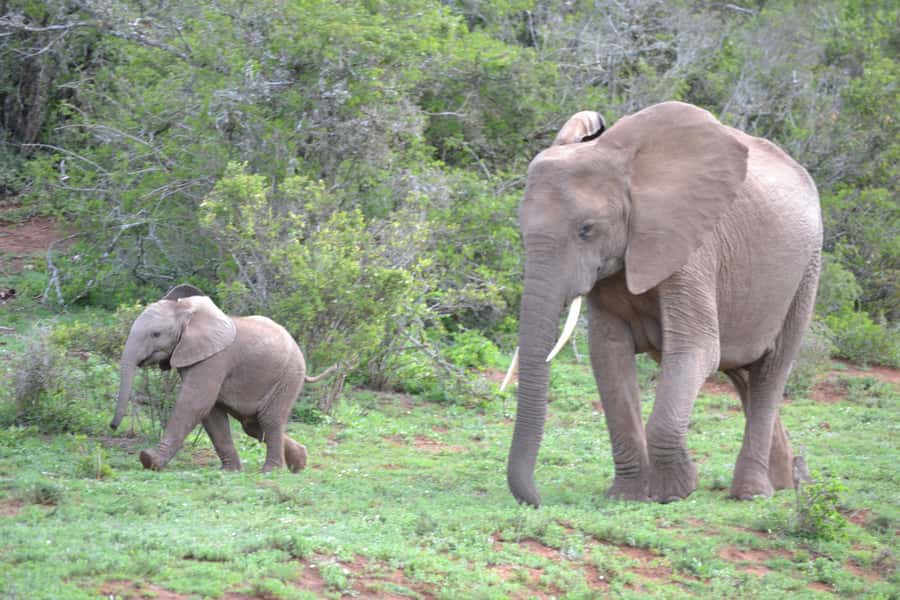Port Elizabeth: Schotia Game Reserve Safari with Port Pickup - Should you book this Port Elizabeth to Schotia Big Five safari?