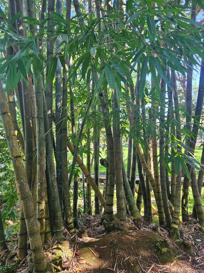 Port Louis: Mont Choisy, Botanical Garden, and Church Tour - Price and value: does $129 for up to 2 make sense?