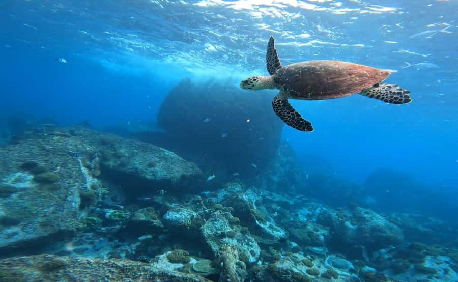 Praslin: Curieuse & St-Pierre Boat Adventure with Snorkeling - St. Pierre Marine Park: snorkeling that’s gorgeous, but plan for real conditions