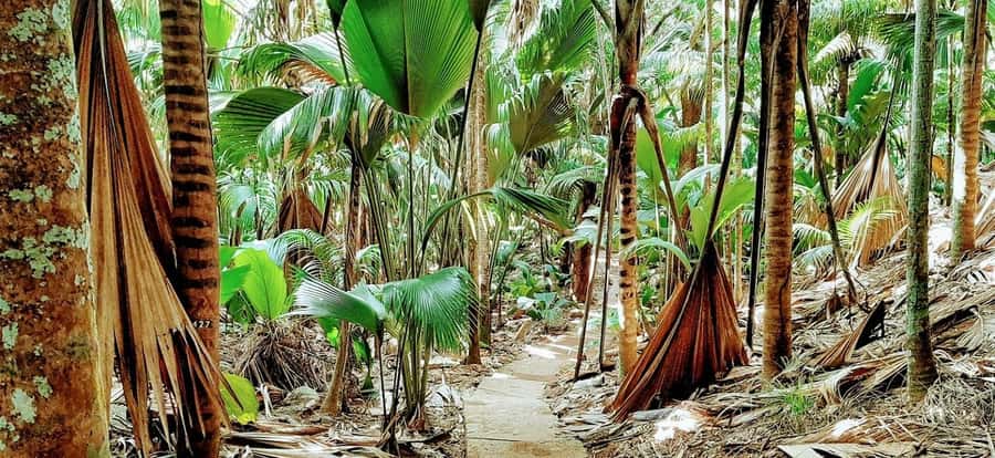 Praslin: Vallée de Mai and Anse Lazio Beach Full-day Tour - Coco de mer and the Black Parrot: what your guide helps you notice