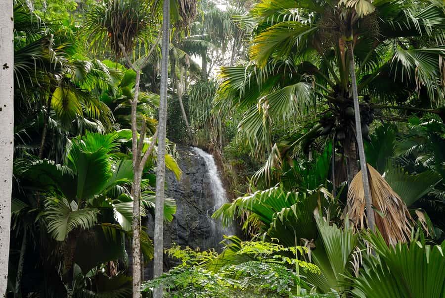 Praslin: Vallée de Mai and Anse Lazio Beach Full-day Tour - Price and Logistics: what $76 covers (and what it doesn’t)