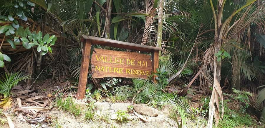 Praslin: Vallée de Mai and Anse Lazio Beach Full-day Tour - Small-group feel, strong guiding, and a few real-world tips