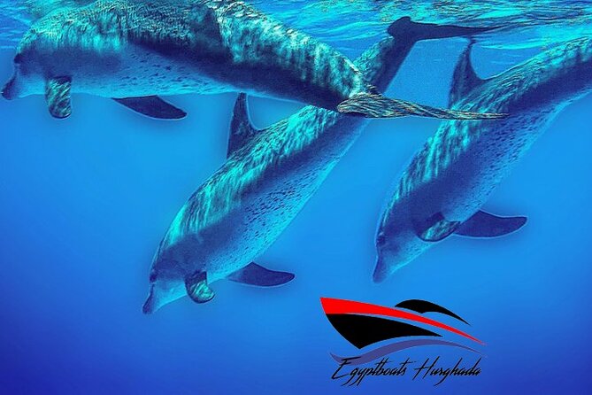 PRIVATE! | 4-hour Speed Boat Trip | Swim With Dolphins, Snorkeling & Island - Price and Value: $183 for a Group Boat, Not a Ticket Lottery