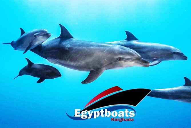 PRIVATE! | 4-hour Speed Boat Trip | Swim With Dolphins, Snorkeling & Island - Reef Stops That Actually Matter: Carless Reef and Omo Gamaar
