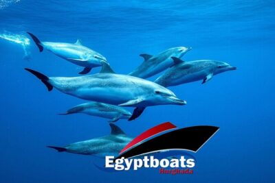 PRIVATE! | 4-hour Speed Boat Trip | Swim With Dolphins, Snorkeling & Island - The 4–5 Hour Game Plan: How the Day Stays Fun