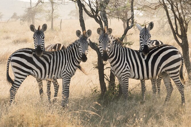 Private 6-Day Tarangire Manyara Crater and Serengeti with Mid-Range Lodges - Private Safari Route: Arusha to Tarangire, Serengeti, Ngorongoro, and Lake Manyara