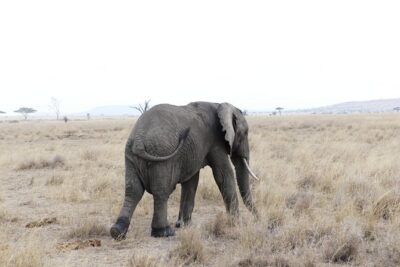 Private 6-Day Tarangire Manyara Crater and Serengeti with Mid-Range Lodges - What the Mid-Range Lodges Include (and Why Full Board Matters)
