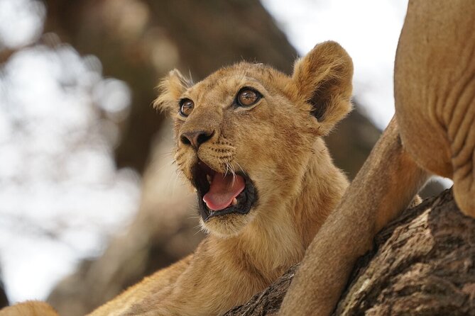 Private 6-Day Tarangire Manyara Crater and Serengeti with Mid-Range Lodges - Serengeti South and the Endless Plain: Two Styles of Game Drives