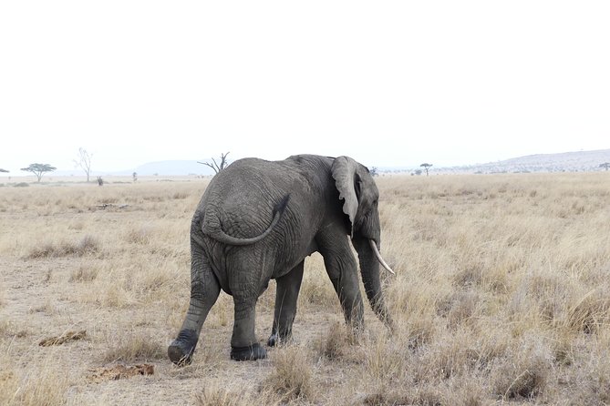 Private 6-Day Tarangire Manyara Crater and Serengeti with Mid-Range Lodges - What the Mid-Range Lodges Include (and Why Full Board Matters)
