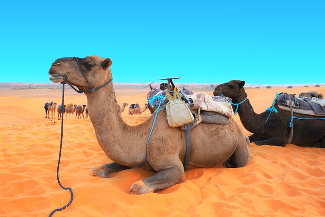 Private Driver for a full day in Marrakech - The comfort details that matter during an 8-hour day