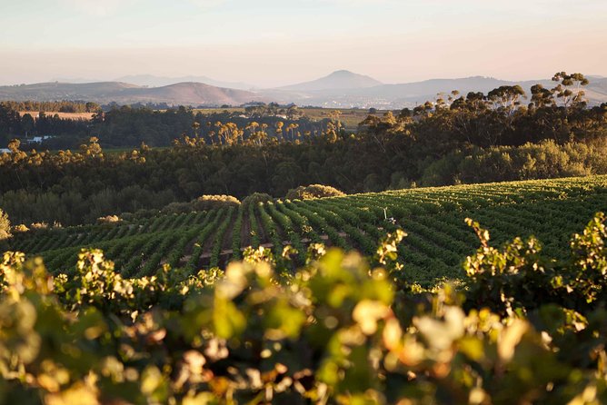 Private Full Day Stellenbosch Wine Tour with Pick Up and Drop Off - Key highlights worth planning around
