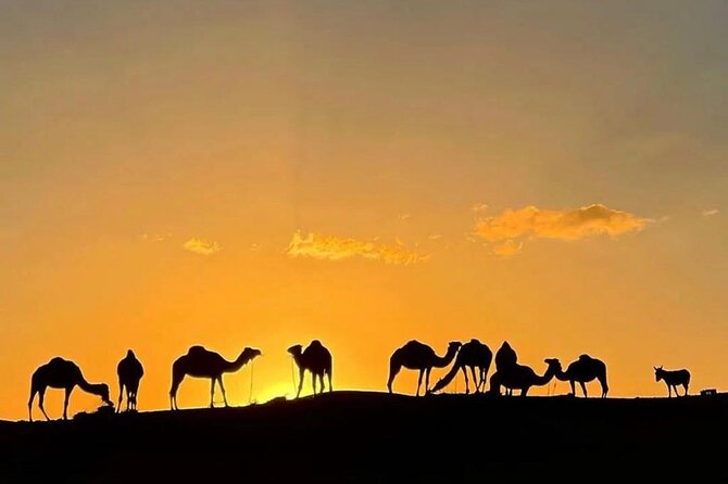 Quad Bike & Camel Ride & Dinner Show In Agafay Desert - Agafay Desert at Night: The Setting That Makes This Tour Work