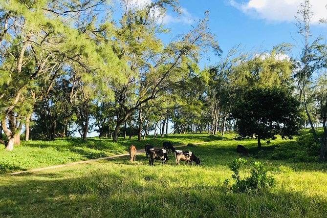 Quad Excursion South Mauritius 35km - Quad confidence: practice time and speed for the adventurous