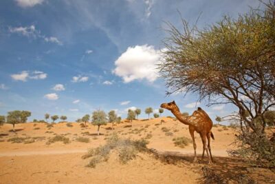 Ras Al Khaimah: Afternoon Desert Safari and BBQ Dinner - The desert drive: why the 4WD route is the real selling point
