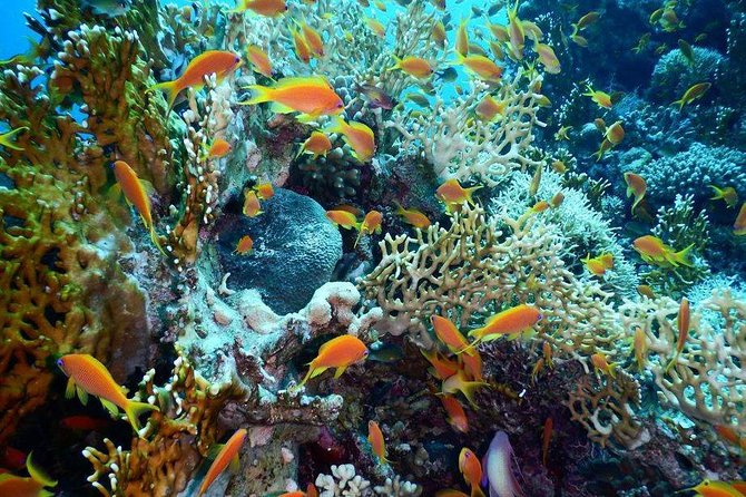 Red Sea Diving Trip from Hurghada: Beginner to Advanced Divers - Key things to know before you go