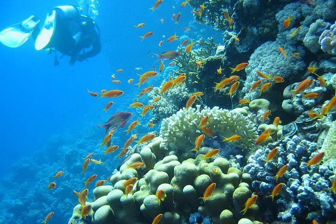 Red Sea Diving Trip from Hurghada: Beginner to Advanced Divers - Instructors who slow down when you need it (Abdo, Hamdy, Woody, and more)