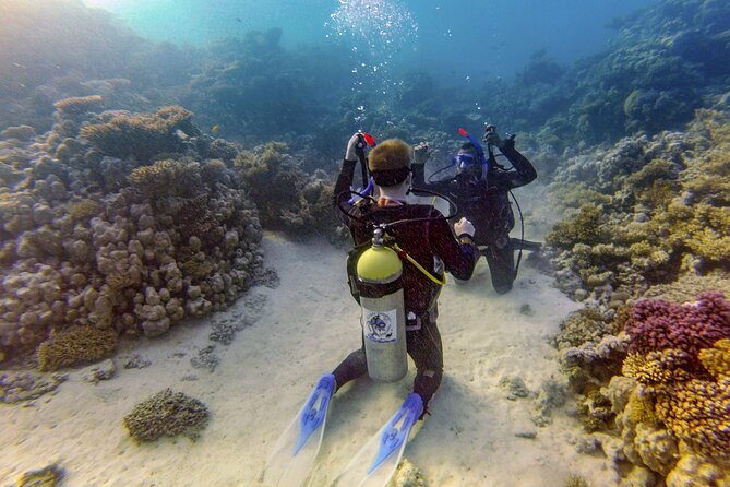 Red Sea Diving Trip from Hurghada: Beginner to Advanced Divers - Marine life and reef time: what you’ll likely see in the Red Sea