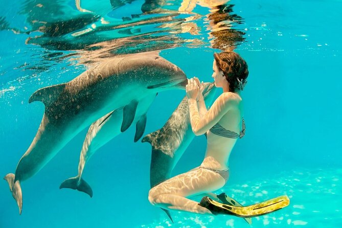 ROYAL Dolphin House & Water Sports Snorkeling Sea Trip - Hurghada - Dolphin House and the real odds of dolphin sightings