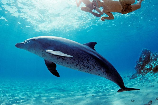 ROYAL Dolphin House & Water Sports Snorkeling Sea Trip - Hurghada - The 8:00am pickup, boat ride, and why timing matters more than you think