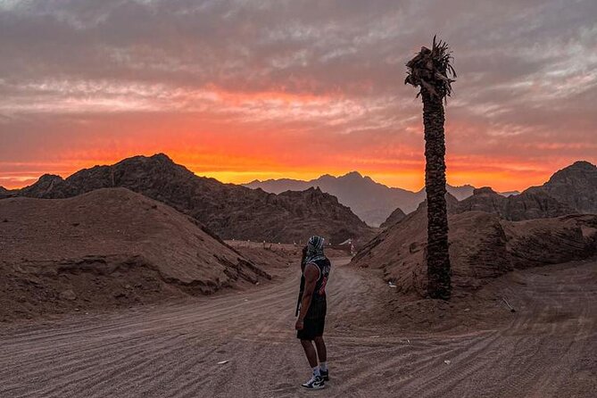 Safari 5 in 1 Quads, Camels, Show, Dinner & Star Gazing in Sharm El Sheikh - The Camel Ride and Bedouin Tea Stop: Short, Cute, and Culturally Framed