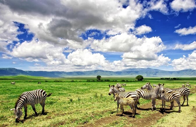Safari Serengeti And Ngorongoro - Key takeaways before you go