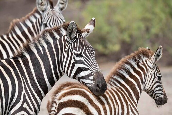 Safari Serengeti And Ngorongoro - Serengeti and Ngorongoro: the fast Northern Circuit reality check