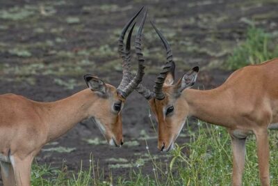 Safari Serengeti And Ngorongoro - Karatu stopover: a small-town reset with a local market option