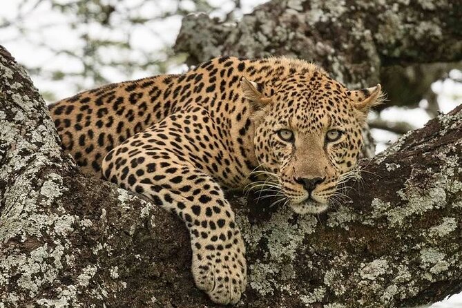 Safari Serengeti And Ngorongoro - Big Five talk, minus the hype: how your driver changes the game
