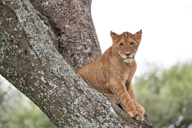Safari Serengeti And Ngorongoro - Meals included: the quiet comfort that keeps you enjoying the long days