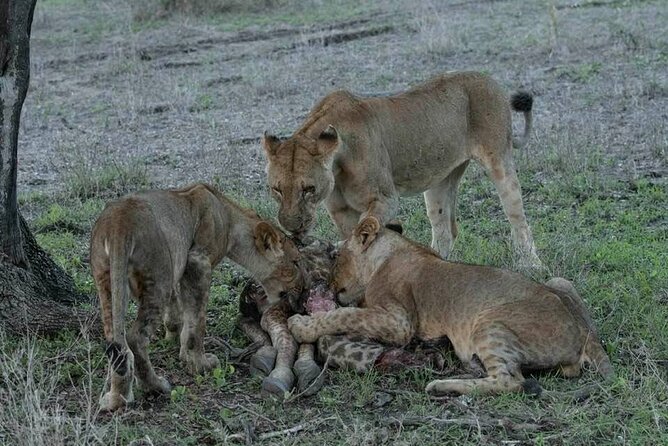 Safari Serengeti And Ngorongoro - Price and value: what $2,845 really covers in Tanzania terms