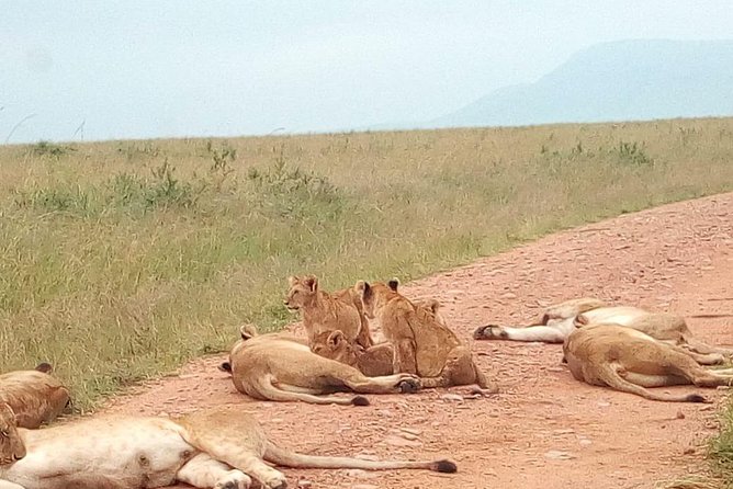 Safari Tour; Nairobi National Park - Nairobi National Park Game Drive: Why This One Works for Short Trips