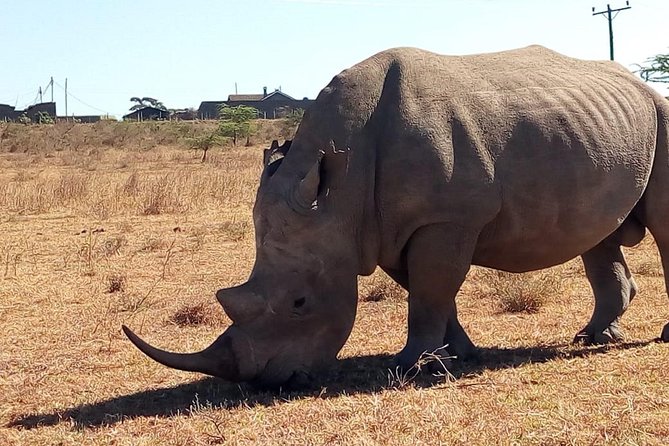 Safari Tour; Nairobi National Park - Wildlife Chances: Rhino, Lions, Giraffes, and the Realities of Spotting