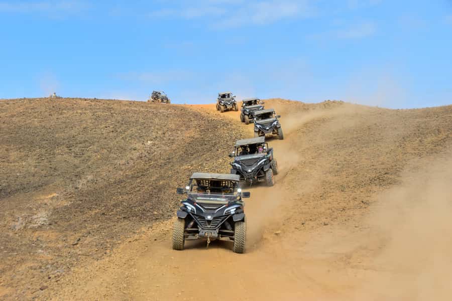 Sal Island: 2-Hour Buggy Desert Adventure - Shark Bay lemon sharks: a rare wildlife moment (when conditions allow)