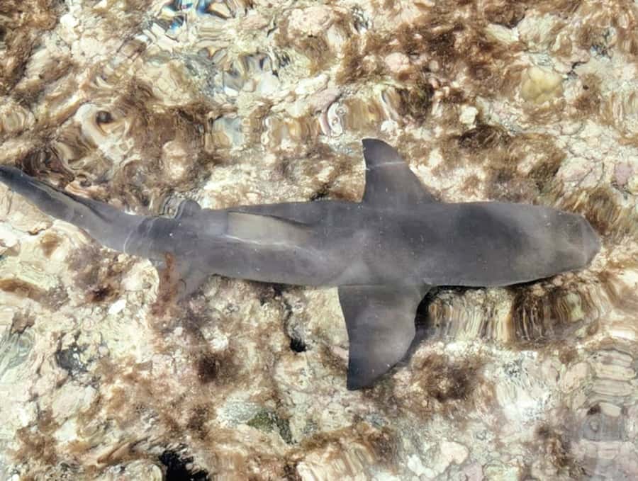 Sal Island: Guided Full-Day Highlights Tour with Lunch - Key Points You’ll Care About